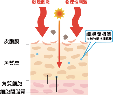 6 使用口服神經醯胺確實地做滋潤保養的話 任誰都能成為美肌 明日素肌